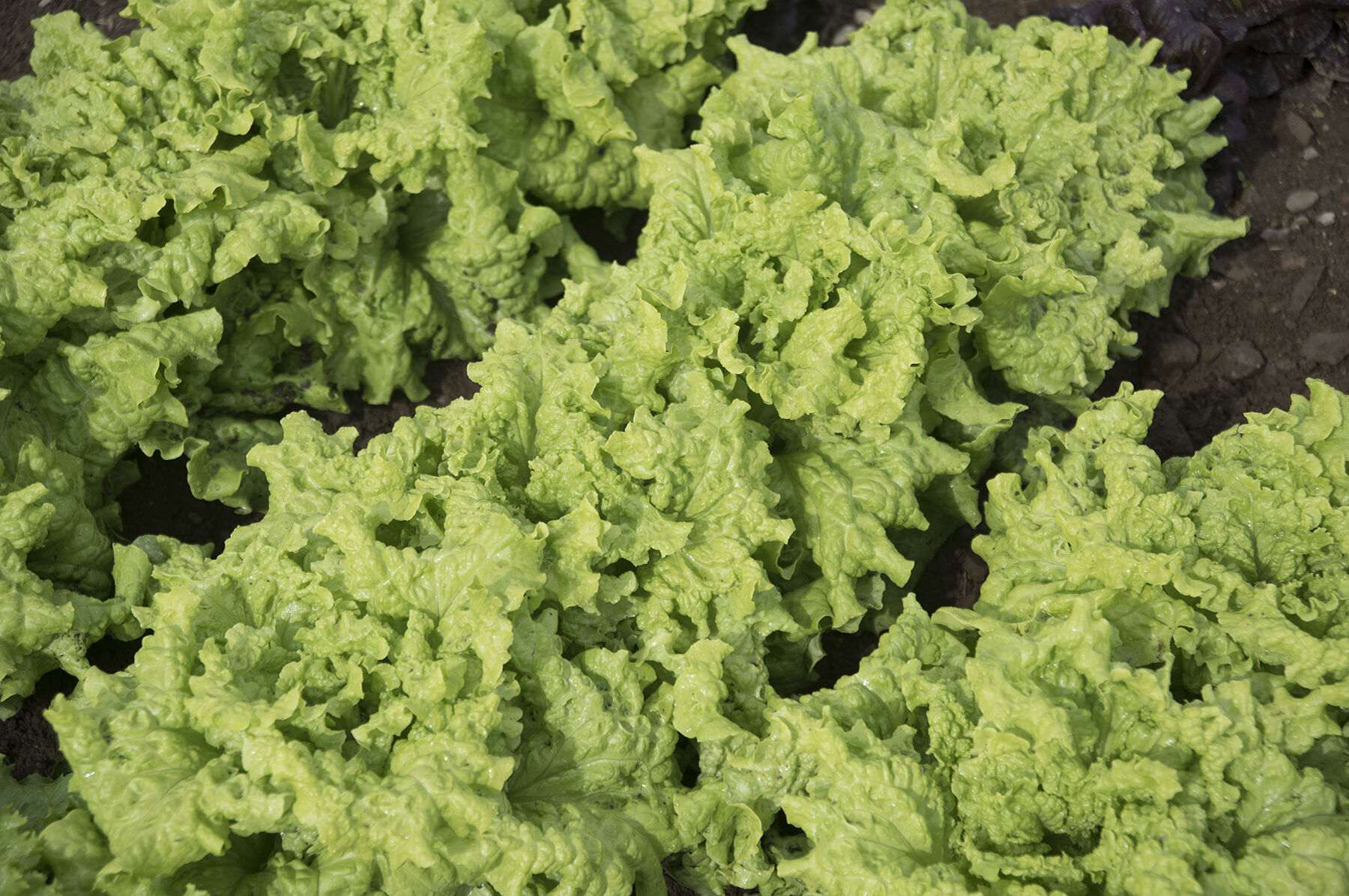 Black Seeded Simpson Leaf Lettuce