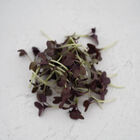 Mustard, Red Katana Microgreen Vegetables