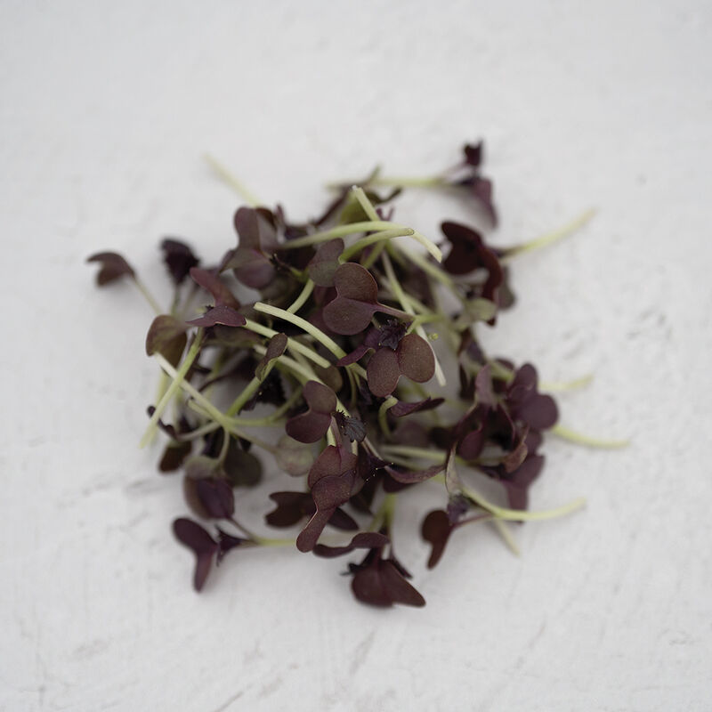 Mustard, Red Katana Microgreen Vegetables