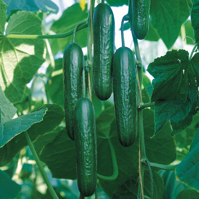 Socrates Seedless and Thin-skinned Cucumbers