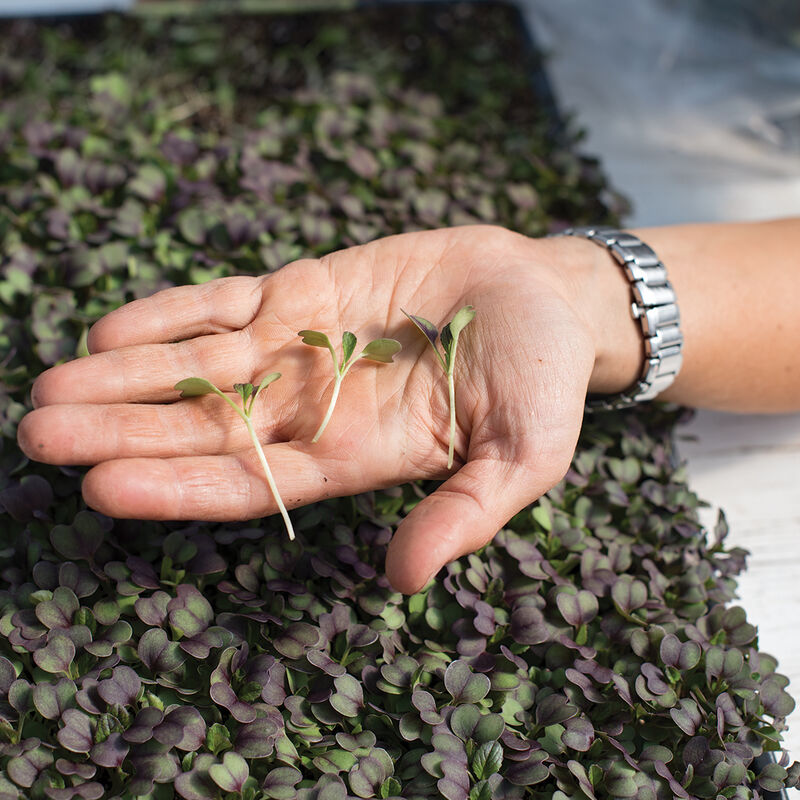 Pac Choi, Rosie Microgreen Vegetables