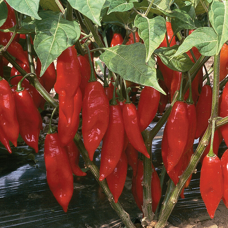 Hot Paper Lantern Hot Peppers