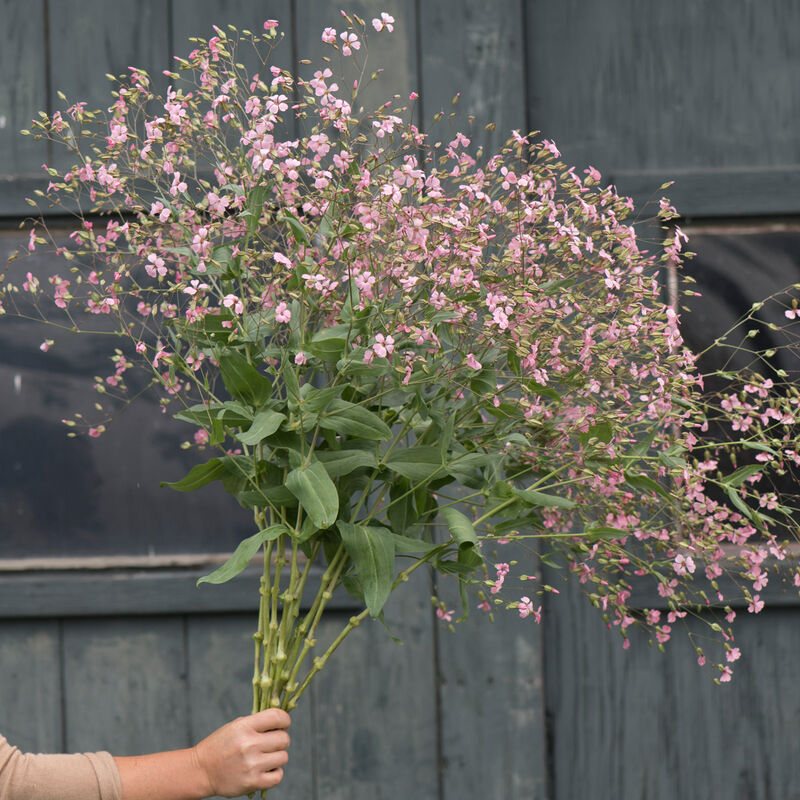 Pink Beauty Saponaria