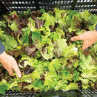 Prismatic Mini Head Mix Prismatic Mini Head Mix One-Cut Lettuce