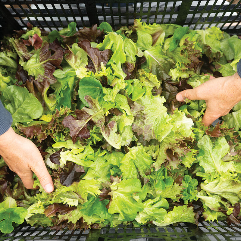 Prismatic Mini Head Mix Prismatic Mini Head Mix One-Cut Lettuce