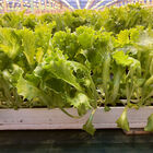 Lalique Summer Crisp Lettuce (Batavia)