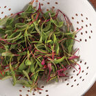 Chard and Beet, Rainbow Sprinkles Mix Microgreen Mixes