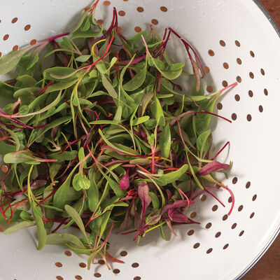 Chard and Beet, Rainbow Sprinkles Mix Microgreen Mixes