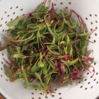 Chard and Beet, Rainbow Sprinkles Mix Chard and Beet, Rainbow Sprinkles Mix Microgreen Mixes