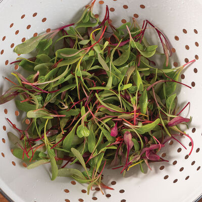 Chard and Beet, Rainbow Sprinkles Mix Microgreen Mixes