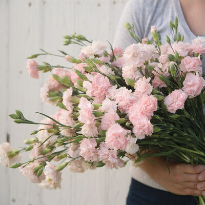 Chabaud La France Dianthus (Sweet William)