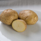 Kennebec – Early Ship Potatoes