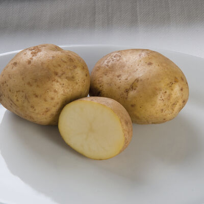 Kennebec – Early Ship Potatoes