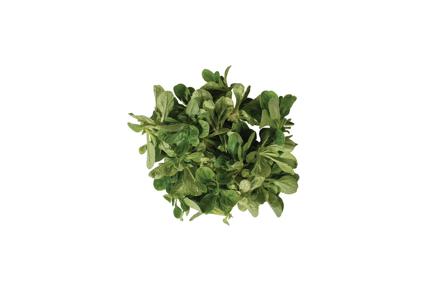 Vit - Mâche Seeds | Johnny's Selected Seeds