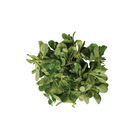 Vit Specialty Greens