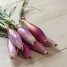 Red Long of Florence Specialty Cooking Onions