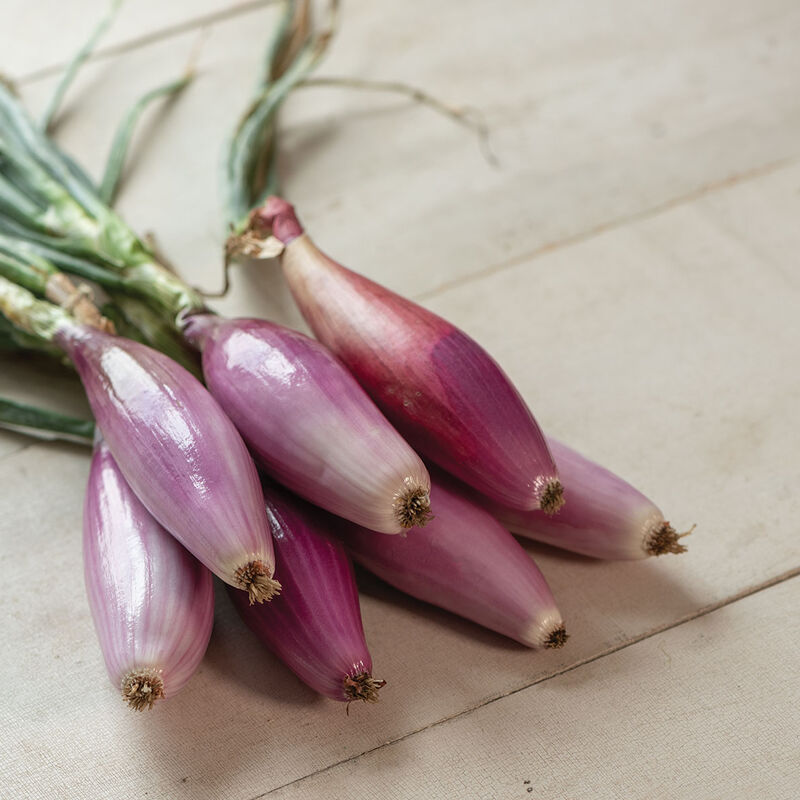Red Long of Florence Specialty Cooking Onions
