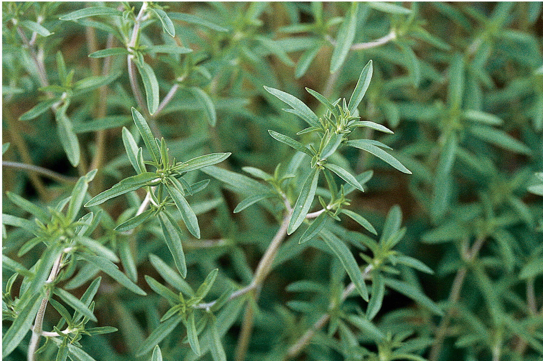 Summer Savory Savory