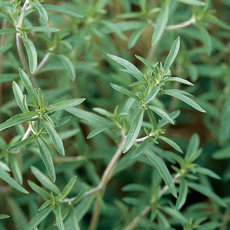 Summer Savory Savory