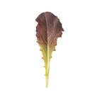 Annapolis Romaine Lettuce (Cos)