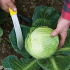 Harvest Machete – 8" Harvest Knives