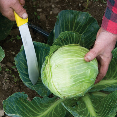 Harvest Machete &ndash; 8" Harvest Knives