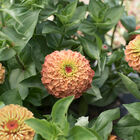 Queeny Lime Orange Zinnias