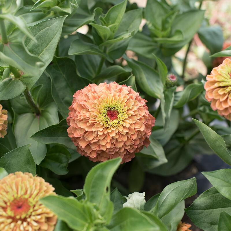 Queeny Lime Orange Zinnias