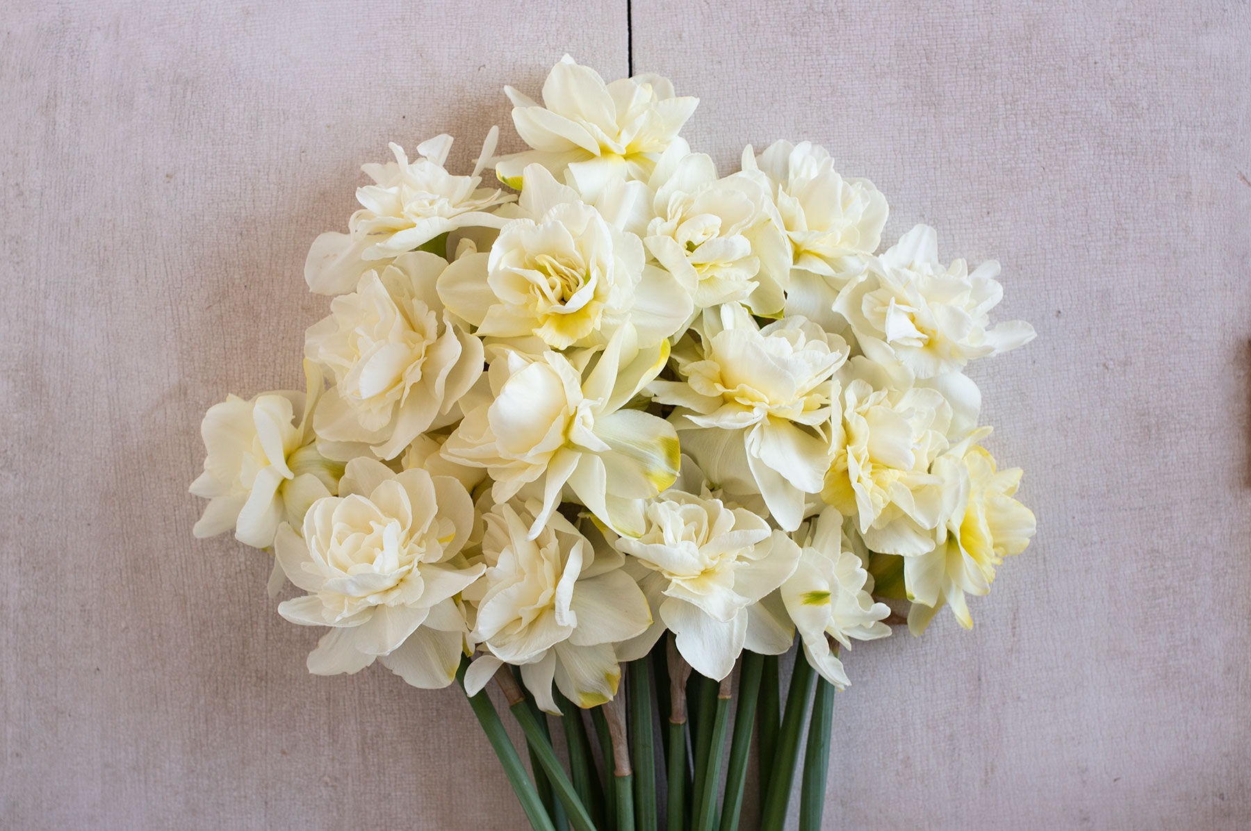 Acropolis - Double-Flowered Narcissus Bulbs | Johnny's