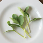 Cucumber, Armenian Shoots