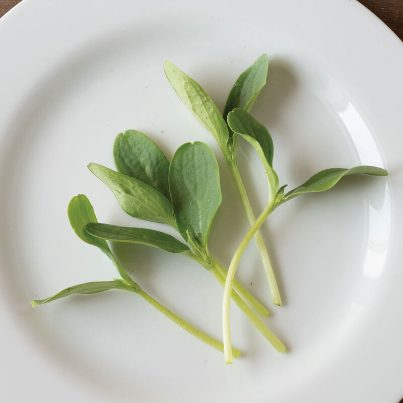 Cucumber, Armenian Shoots