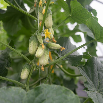 Quirk Specialty Cucumbers