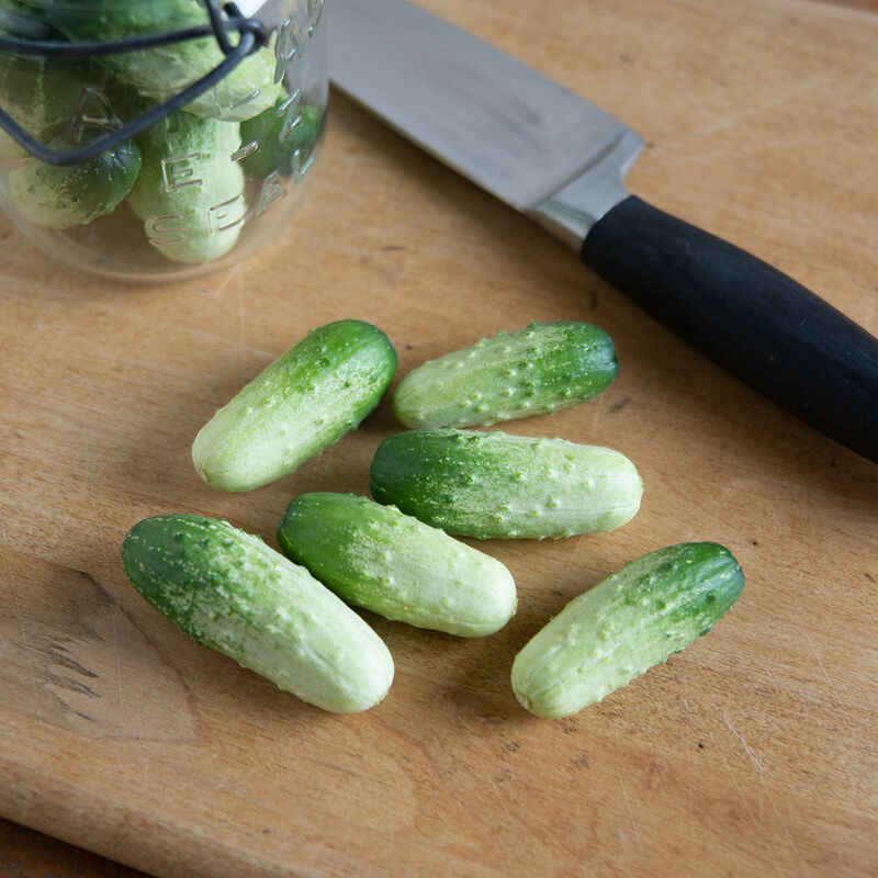 Quirk Specialty Cucumbers