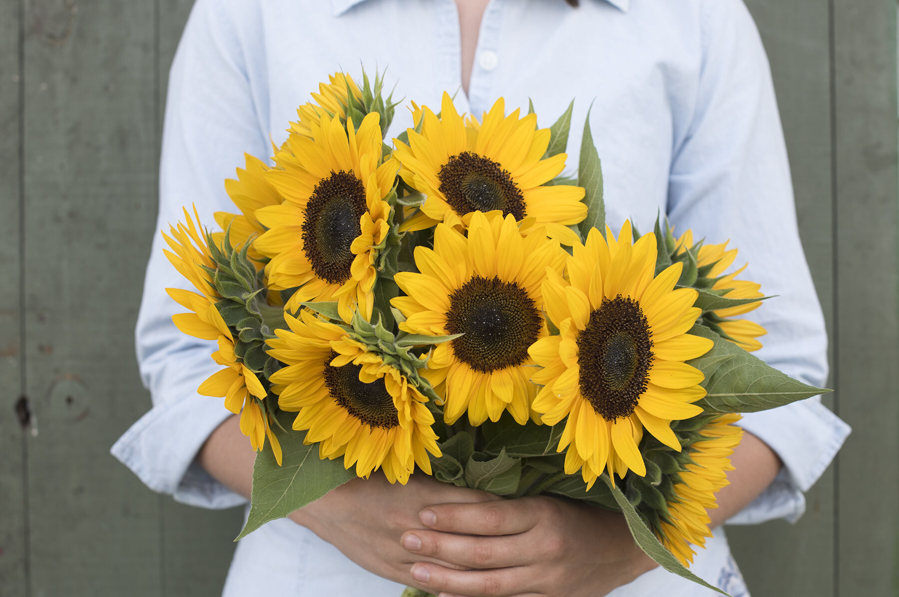 Sunrich Orange Summer Tall Sunflowers