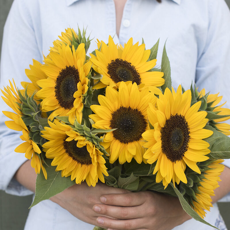 Sunrich Orange Summer Sunrich Orange Summer Tall Sunflowers