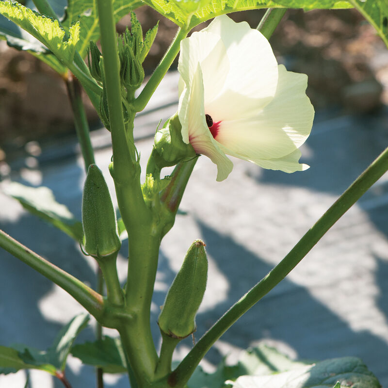 Jambalaya Okra