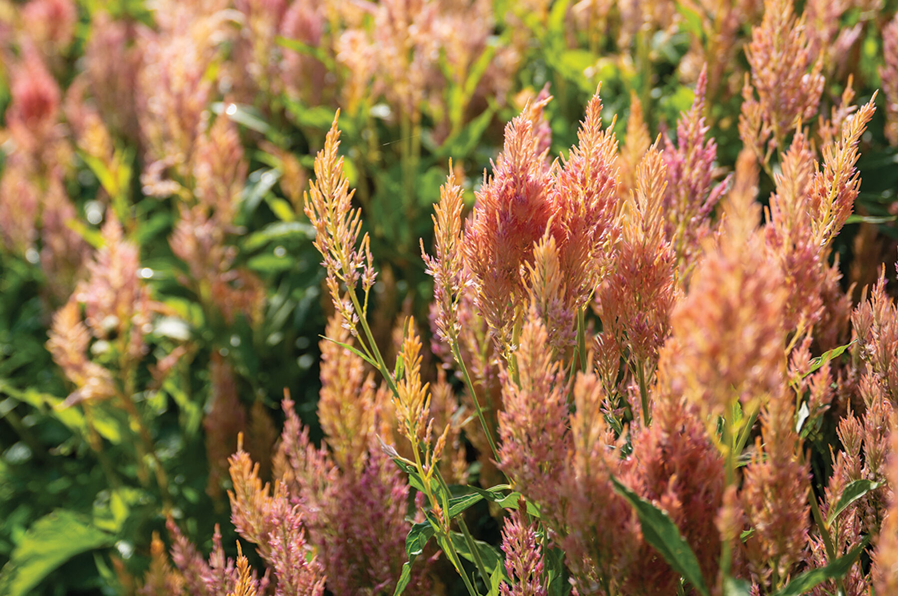 Johnny's Selected Seeds Celosia - Thumbnail 2
