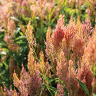 Shimmer Celosia