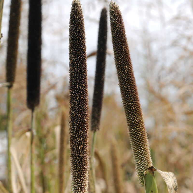 Hybrid Pearl Millet Millet