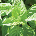 Nufar Nufar Italian Large Leaf Basil