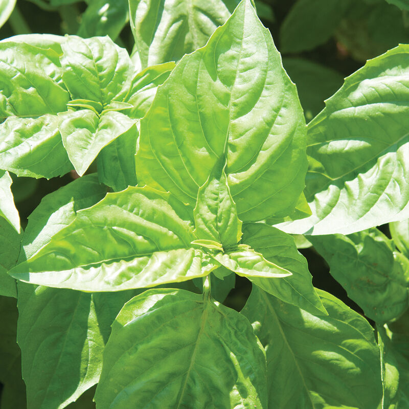 Nufar Nufar Italian Large Leaf Basil