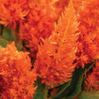 Sunday™ Bright Orange Sunday™ Series