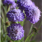 Oxford Blue Scabiosa (Pincushion Flower)