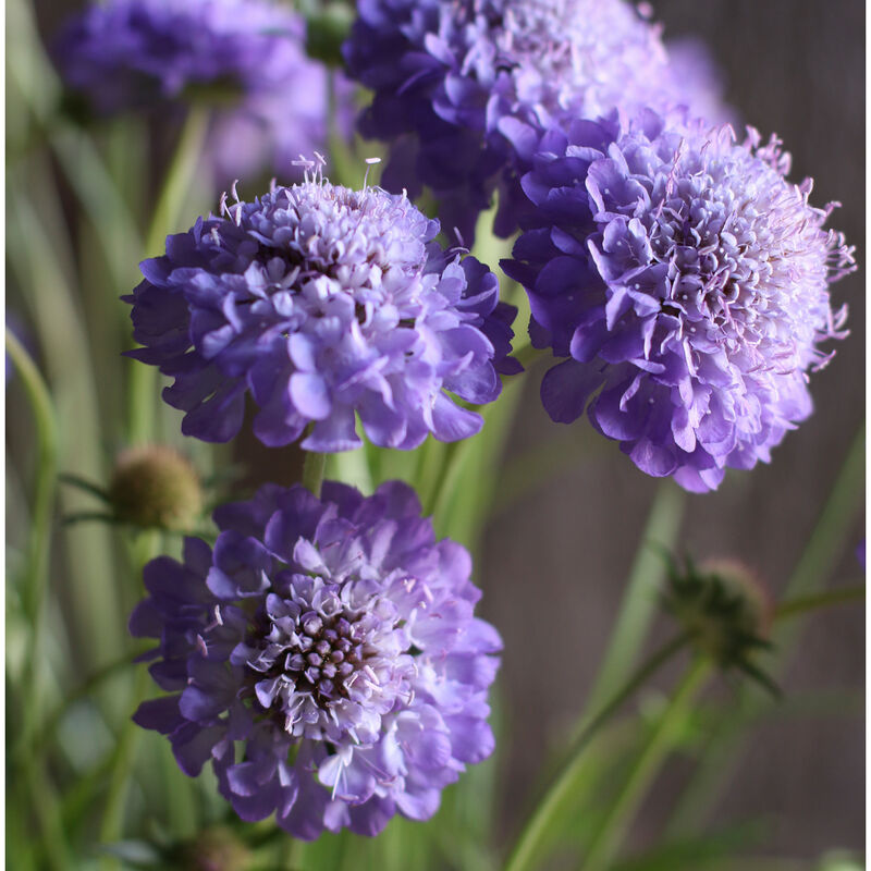 Oxford Blue Scabiosa (Pincushion Flower)