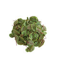 Red Veined Sorrel Sorrel