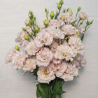 Corelli™ II Pink Lisianthus
