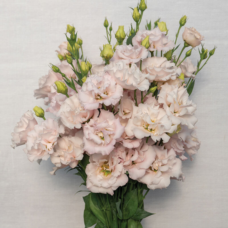 Corelli™ II Pink Lisianthus