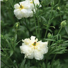 Butterfly™ Graces® Ranunculus