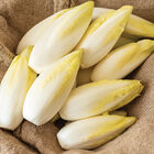Bingo Belgian Endive (Witloof)