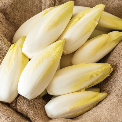 Bingo Belgian Endive (Witloof)